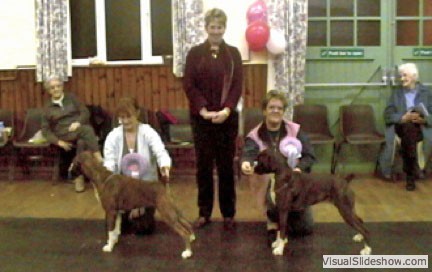 Essex Boxer Club Pup of the Year