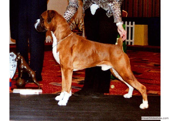 Dog of the Year 2005