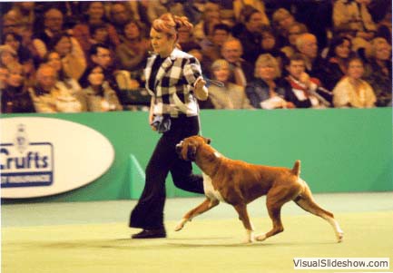 Group Ring Crufts 2006