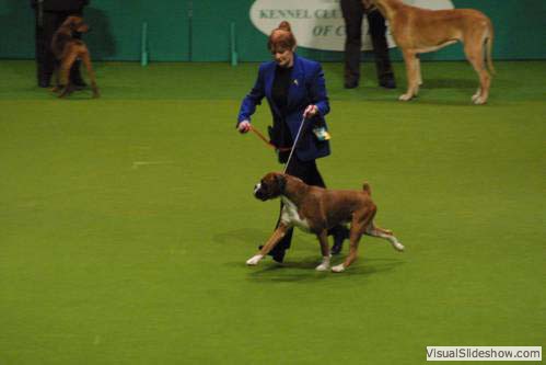 In the Group ring Crufts 2004