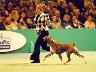 Group Ring Crufts 2006